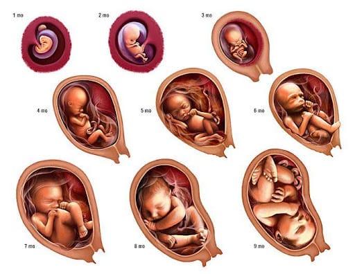human growth in the womb by month